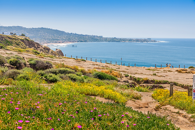 Spring wildflowers on the cliff top